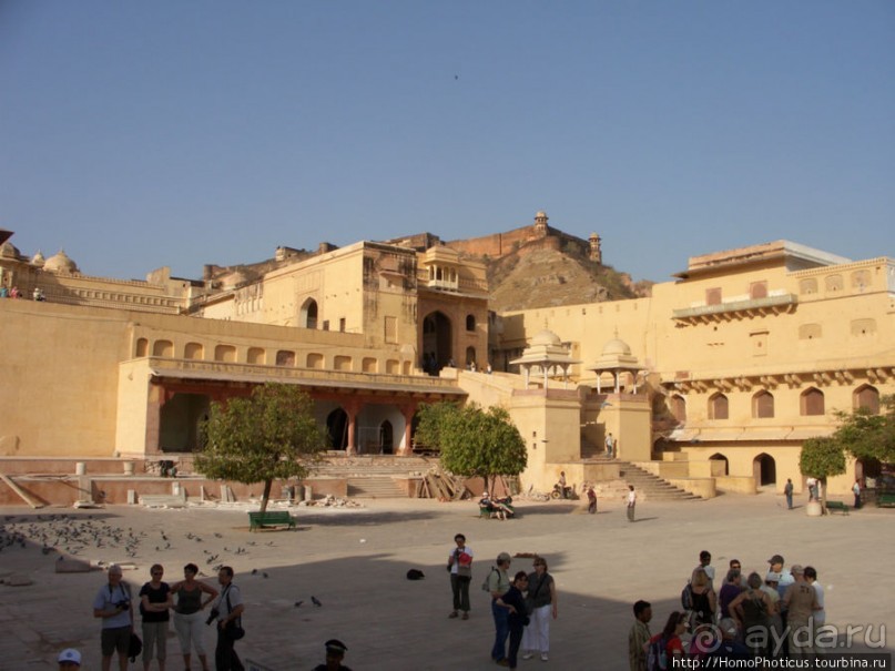 Розовая родина воинственных кланов