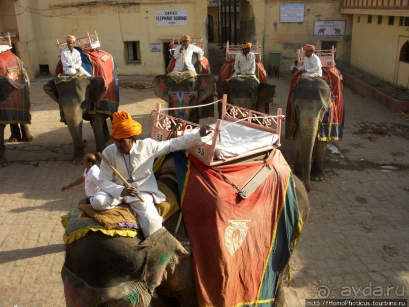 Розовая родина воинственных кланов