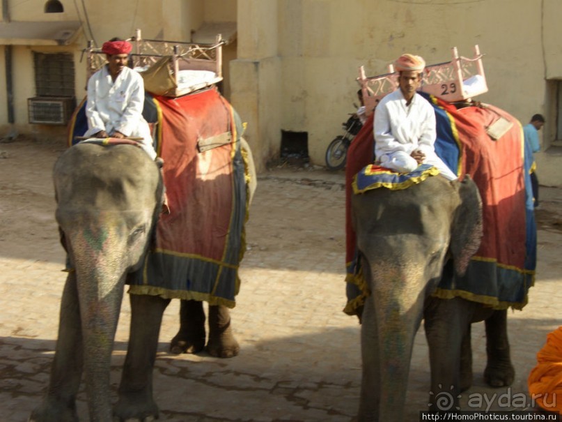 Розовая родина воинственных кланов
