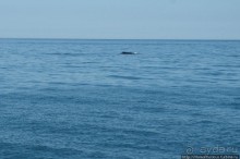 В поисках хвоста кита