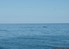 В поисках хвоста кита