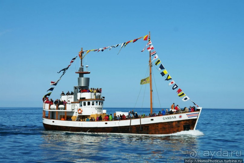 Альбом отзыва "В поисках хвоста кита"