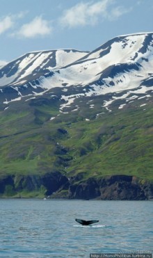 Альбом отзыва "В поисках хвоста кита"