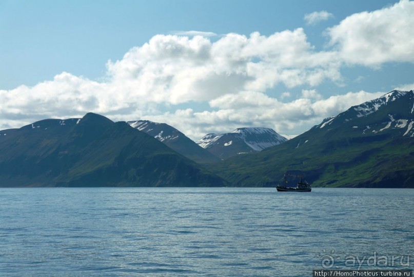 В поисках хвоста кита