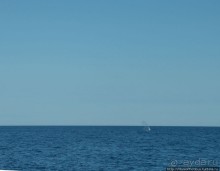 В поисках хвоста кита