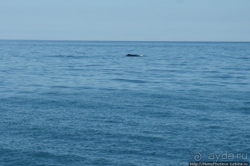 В поисках хвоста кита