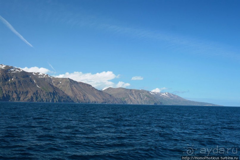 В поисках хвоста кита