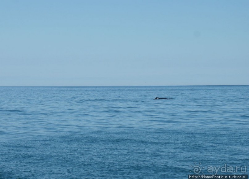 В поисках хвоста кита