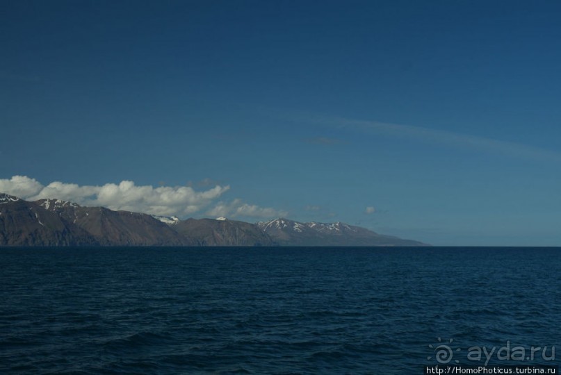 В поисках хвоста кита