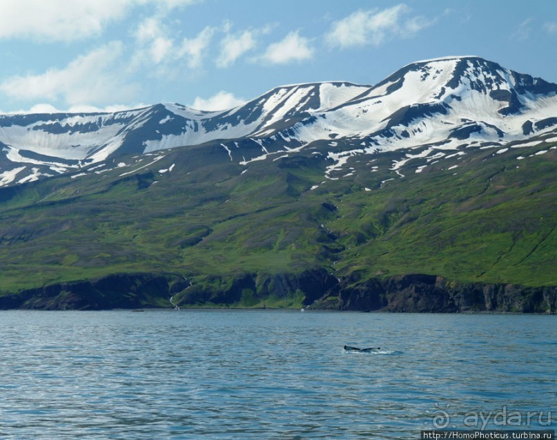 В поисках хвоста кита