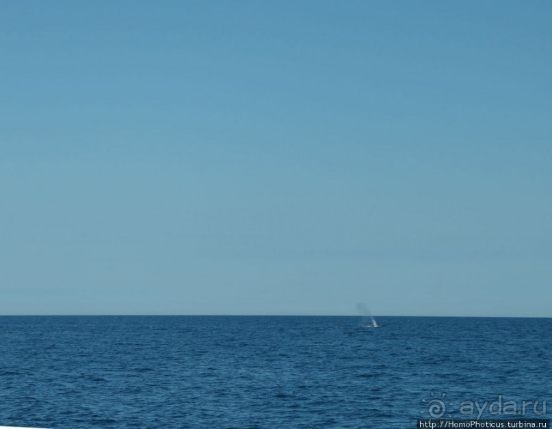 В поисках хвоста кита