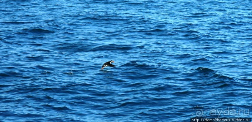 В поисках хвоста кита