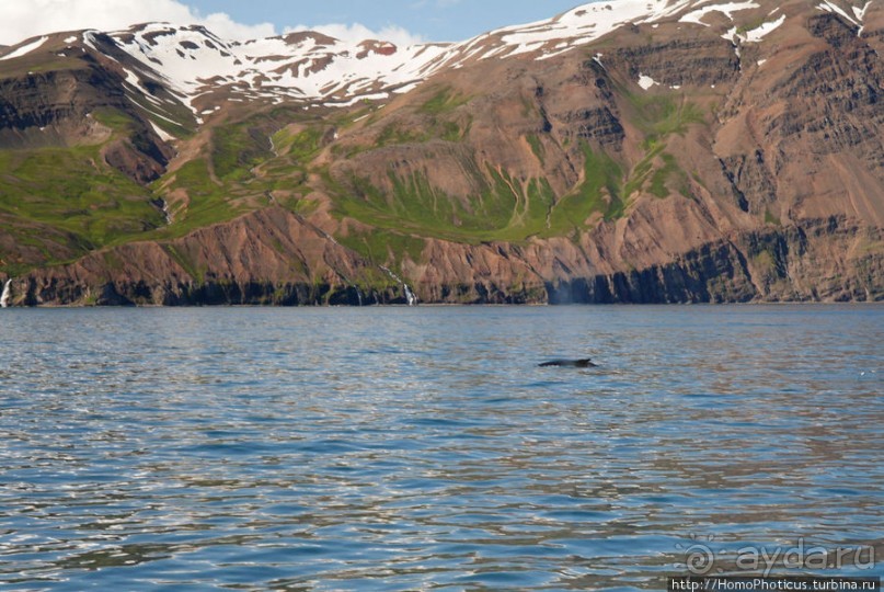 В поисках хвоста кита