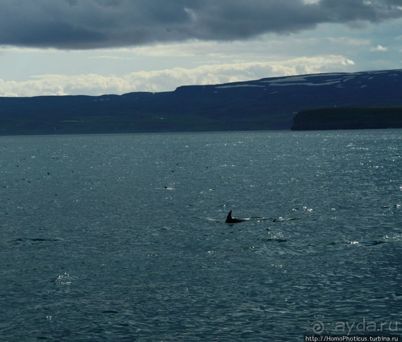 В поисках хвоста кита