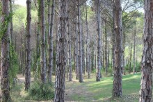 фото Sueno Hotels Golf Belek