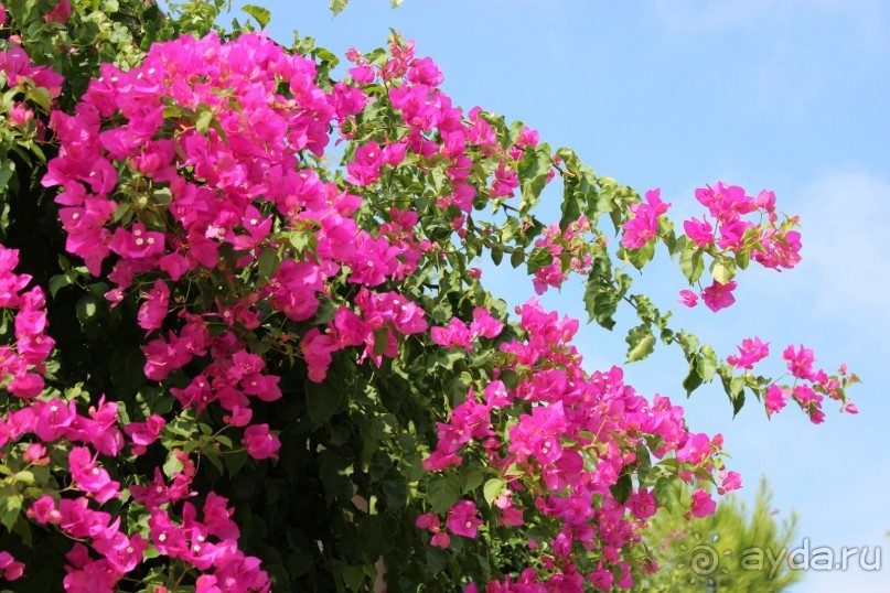 фото Sueno Hotels Golf Belek