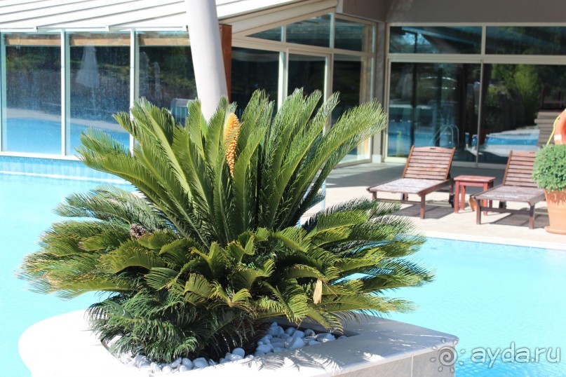 Что может быть лучше "SUENO"....