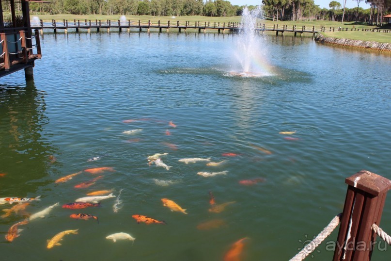 Что может быть лучше "SUENO"....