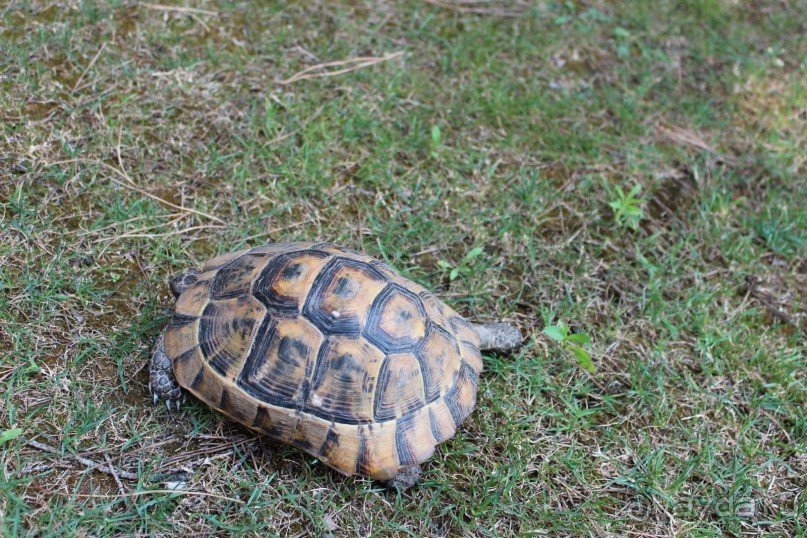 Что может быть лучше "SUENO"....