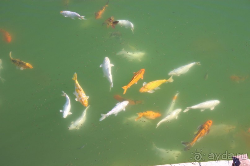 Что может быть лучше "SUENO"....