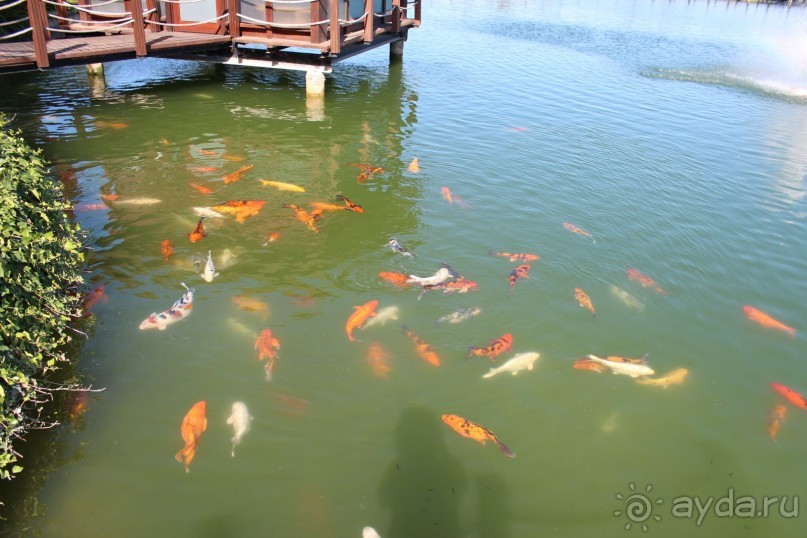 Что может быть лучше "SUENO"....