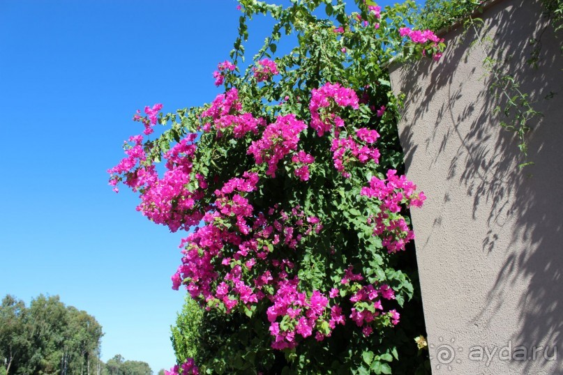 Что может быть лучше "SUENO"....