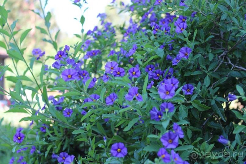 Что может быть лучше "SUENO"....