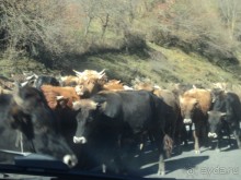 Осенью к Казбеги!