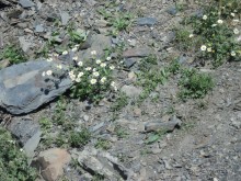 Ближе к небу (Гергети)