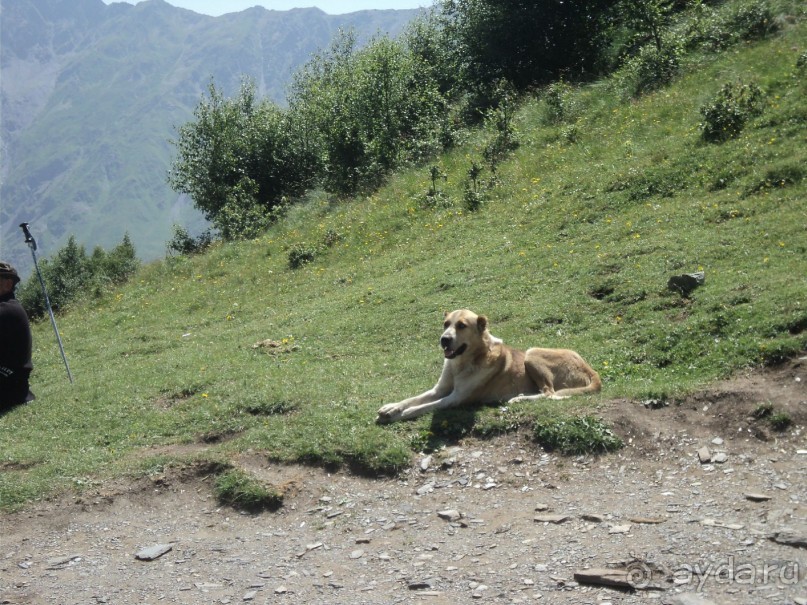 Ближе к небу (Гергети)