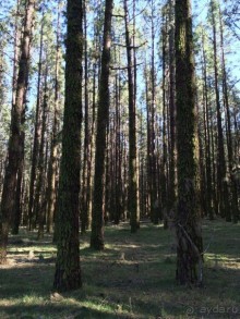 Леса Эсперанса. Тенерифе. часть 2