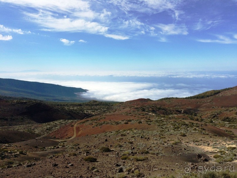 Леса Эсперанса. Тенерифе. часть 2