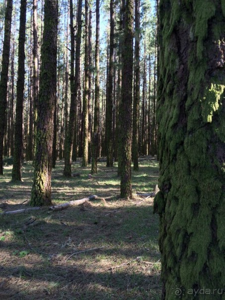 Леса Эсперанса. Тенерифе. часть 2