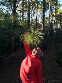 Леса Эсперанса. Тенерифе. часть 2