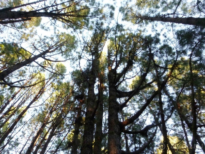 Леса Эсперанса. Тенерифе. часть 2