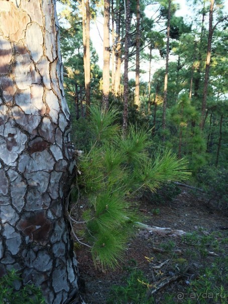 Леса Эсперанса. Тенерифе. часть 2