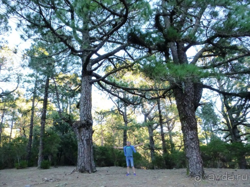 Леса Эсперанса. Тенерифе. часть 2