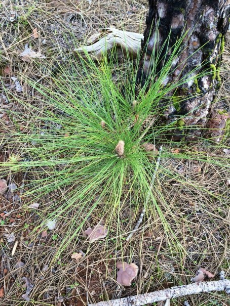 Леса Эсперанса. Тенерифе. часть 2