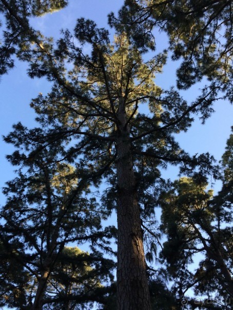 Леса Эсперанса. Тенерифе. часть 2