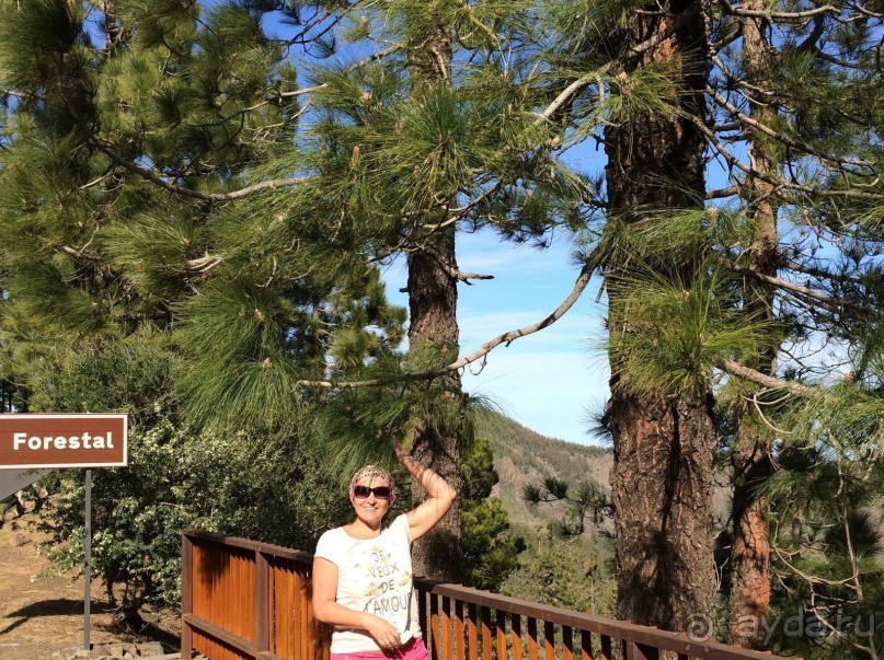 Леса Эсперанса. Тенерифе. часть 2