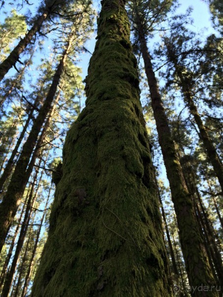 Леса Эсперанса. Тенерифе. часть 2