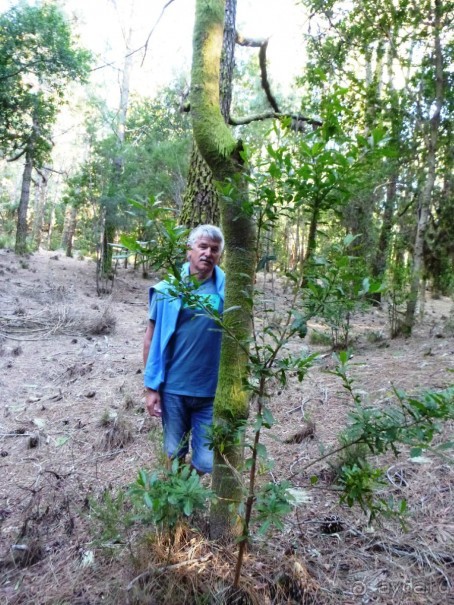 Леса Эсперанса. Тенерифе. часть 2