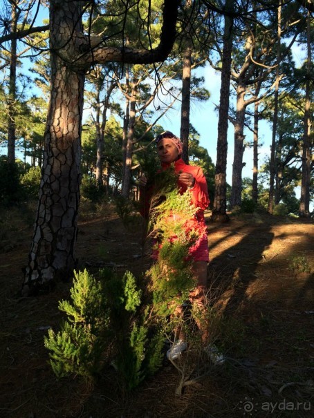 Леса Эсперанса. Тенерифе. часть 2