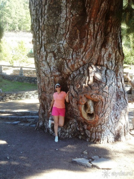 Леса Эсперанса. Тенерифе. часть 2