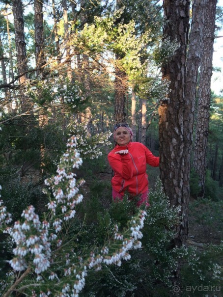 Леса Эсперанса. Тенерифе. часть 2