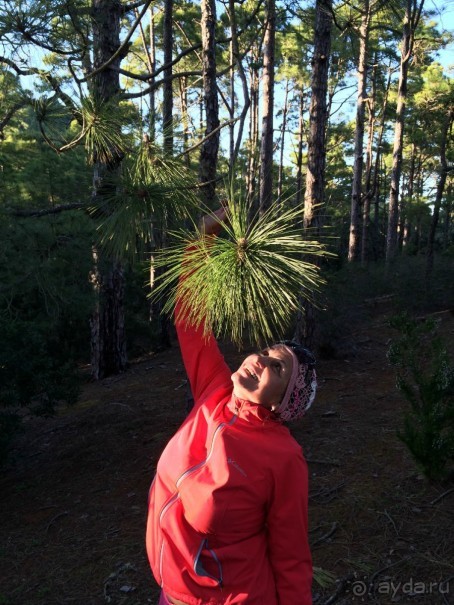 Леса Эсперанса. Тенерифе. часть 2