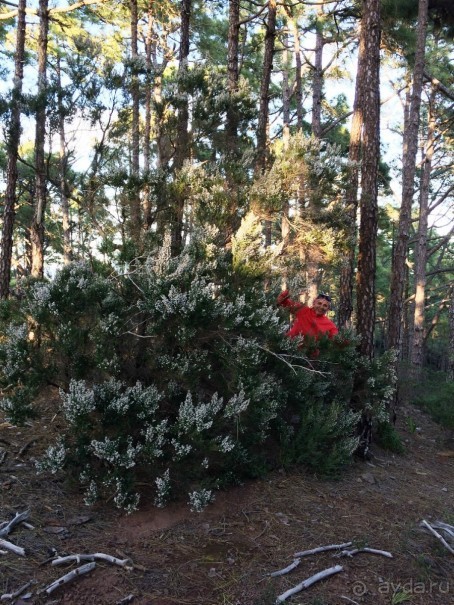 Леса Эсперанса. Тенерифе. часть 2