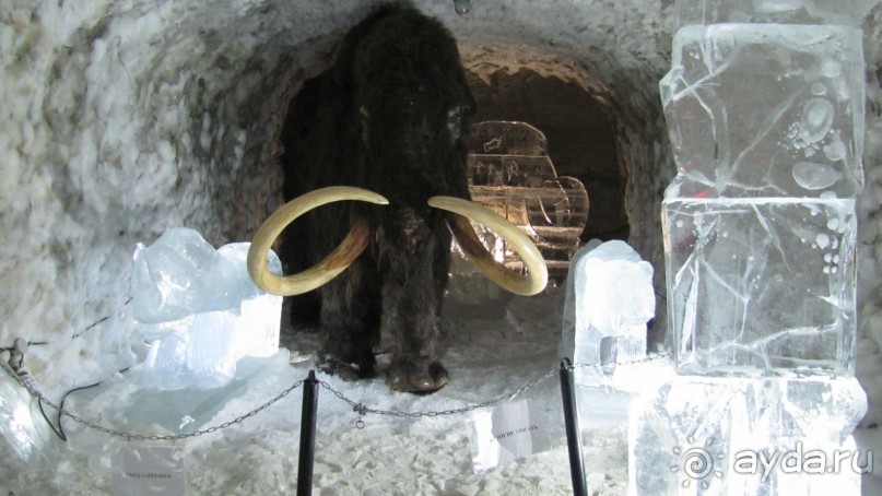 Настоящий мамонт, кстати, хорошо сохранился