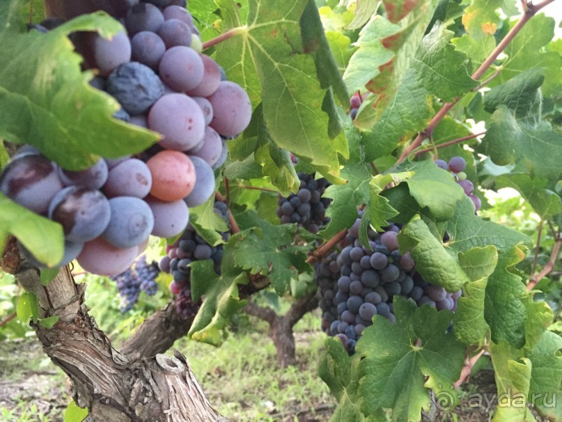 А вы знаете, что такое Стонская солана?