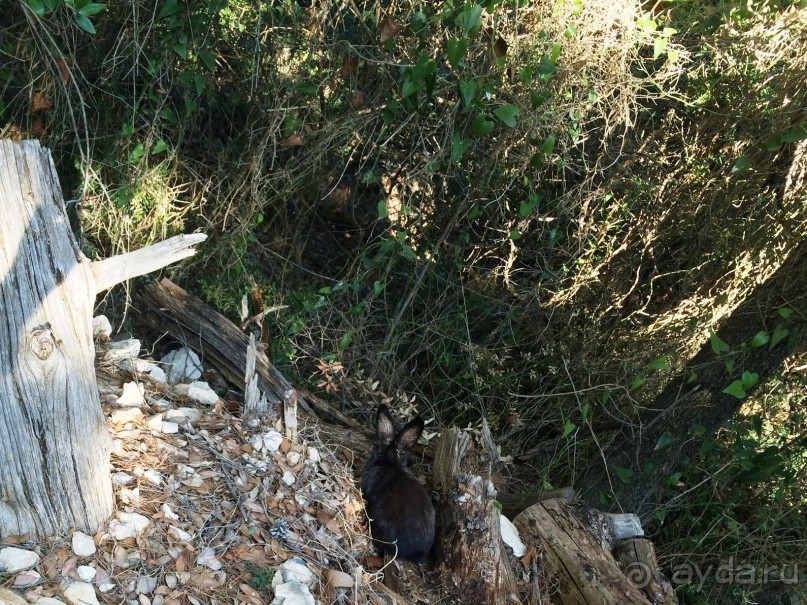 Что можно рассказать про необитаемый остров Локрум